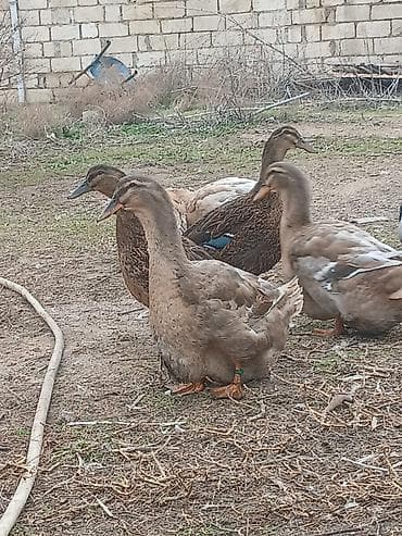 Roenler satlir 2 erkek 3 dişi şekilde erkekler yoxdur hamsi temiz