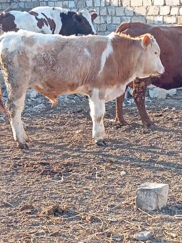 Dana, buzov: Dana, buzov, Erkək, ay: 11, 140 kq, Ətlik — 6