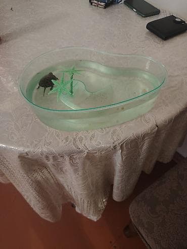 Akvariumlar: Su tısbağası qabinla biryerde 20 azn - Dəst: ürək formalı şəffaf — 2