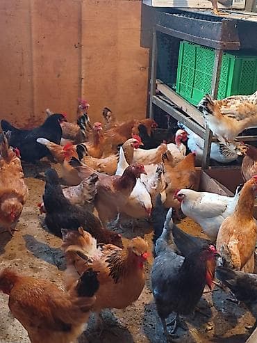 Məhsul: ev quşları (toyuq sürüsü) Təsvir: - Şəkillərdə müxtəlif rəng