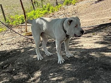 dana heyvan: Alabay, 3 ay, Erkek, Peyvəndli, Ünvandan götürmə — 2