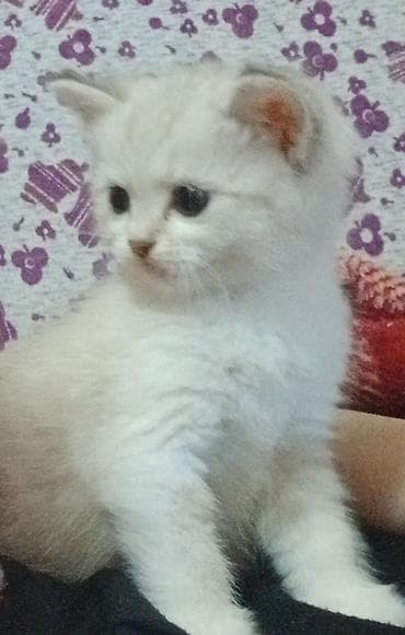 pişik yuvası: Yaxşı əllərə — 5