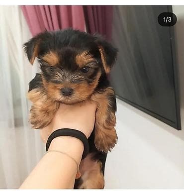terrier: Yorkşir teryer — 2