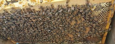 arı qutusu: Arılar 7 ramkada dolu super güclü arılardır 4_5 ramka qurddur 10 günə — 2