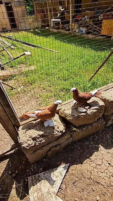 lal ordek haqqinda: Məhsul: Bəzək və uçuş üçün saxlanılan göyərçinlər cütü Təsvir: - — 2