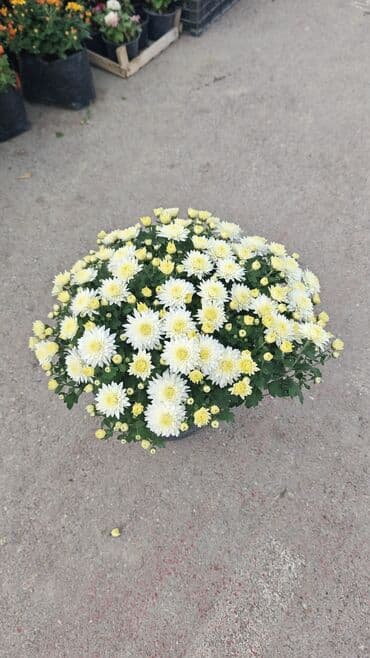 ag yasemen: 1.50 aznden başlayan qiymətlərlə Xrizantema (Chrysanthemum) bəzək — 12