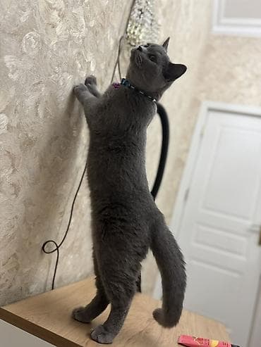 it qovan aparat: Britan, Erkək, Yaxşı əllərə — 4