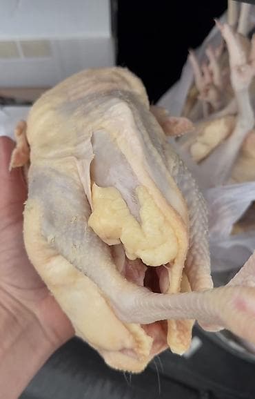 pəncə: Kənd toyuğu Toyuq Bütöv — 2