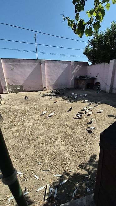 qaz aliram: Salam qusxana 150 manat quslar usd usde 3manadan 30 yaxin qusdur — 3