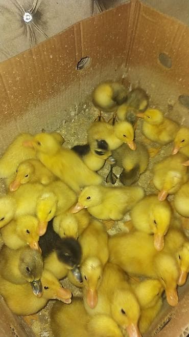kuban ordəkləri: Satılır: ördək bala­ları 2 gunluk 2 azn 12 gunluk 3 azn, zeng vur — 3