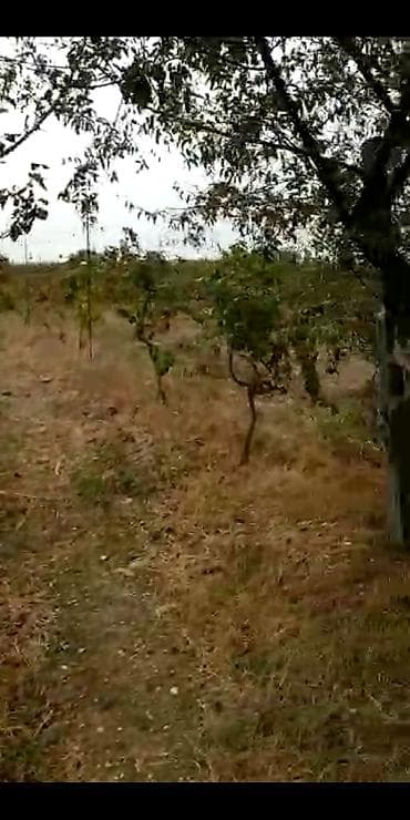 torpaqlarin satisi: 2 sot, Kənd təsərrüfatı, Makler, Kupça (Çıxarış) — 4