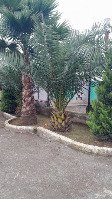 1 ton suyun qiymeti: Dekorativ xurma/finik palmanın satışa təklifi - Növ: Phoenix — 1
