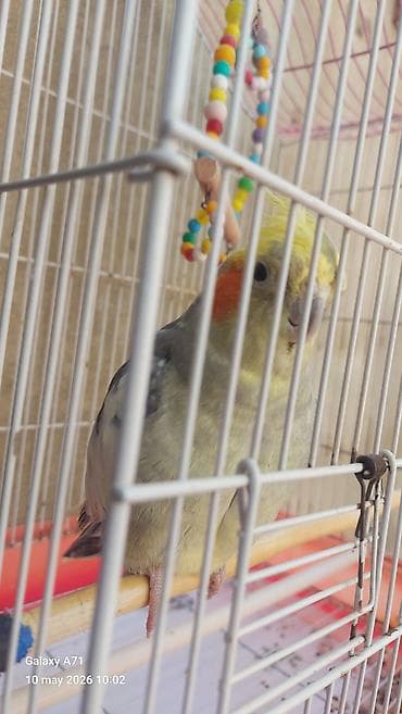 lalafo quşlar: Korella popuqayı danışır 3 dənə söz bilir – çox mehriban bir quşdur — 3
