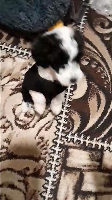 gta 5 disk pc: IPhone 13, Qara, Face ID — 4