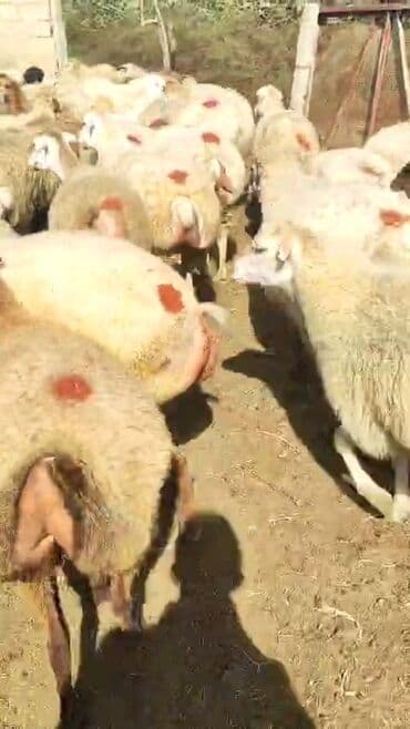 bakida cins ineklerin satisi: Dişi, il: 1, 50 kq, Damazlıq, Ünvandan götürmə — 9