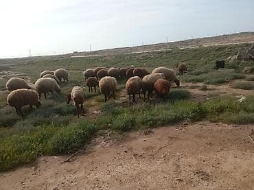 Qoyun sürüsü – ət və yun istiqaməti üçün - Fotoşəkildə otlaqda