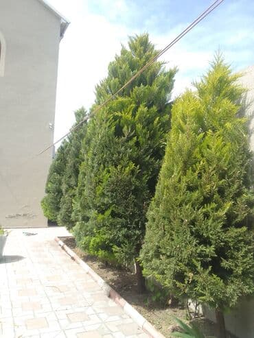 ищу работу садовник на дачу: Salam bağ evlərində, Abyektlərdə parklarda bağban xidməti görülür — 26