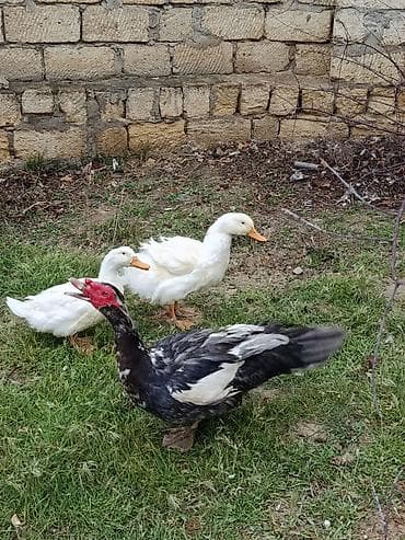 erkek pişik: Erkək, | Lal ördək, Damazlıq — 3