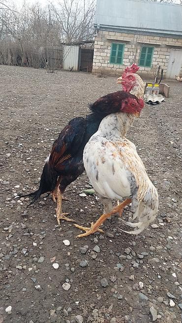 pisik ucuz: Xoruz, Heyratı, il: 1 — 3