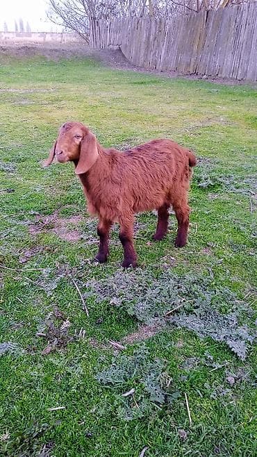 heyvan per page 40: Salam helebler erkeydiler — 4