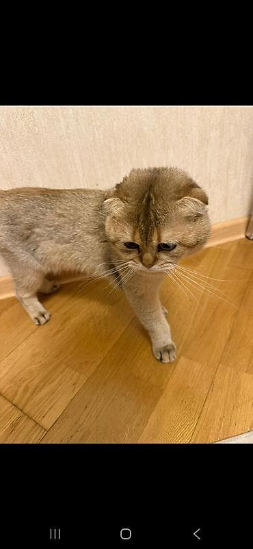 col pişiyi: Şotland — 1