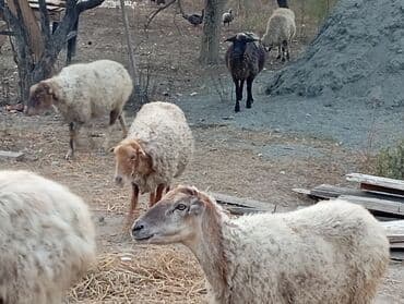 ağdam xoruzu gence: Salam .13 baş qoyundu.hamisi boğazdır,2-5 qarına.1 ay doğalar saglam — 5