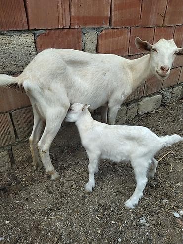 cins it: Dişi, il: 1, Südlük, Ünvandan götürmə — 1