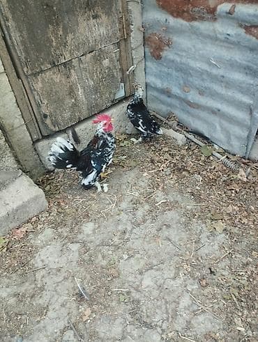 1 cüt yaponkalar satılır.tam sağlamdılar.heyvanlar göz