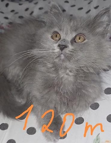 balaca quzu: Dişi — 2