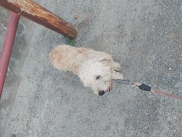 adamcıl it: Kiçik ölçülü, qıvırcıq tüklü it üçün gəzinti kəməri və kaman komplekti — 2