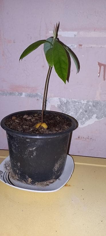 Məhsul: Avokado fidanları (qablarda) — 3
