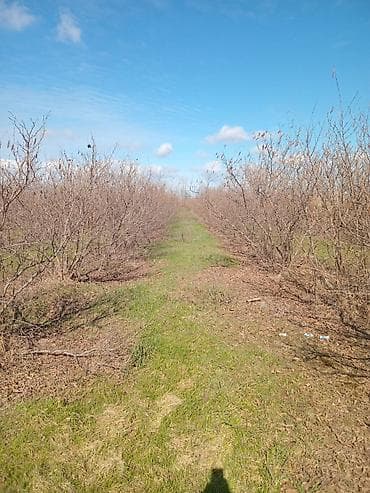 sumqayitda satiliq evler: 90 sot, Kənd təsərrüfatı, Mülkiyyətçi, Kupça (Çıxarış) — 2