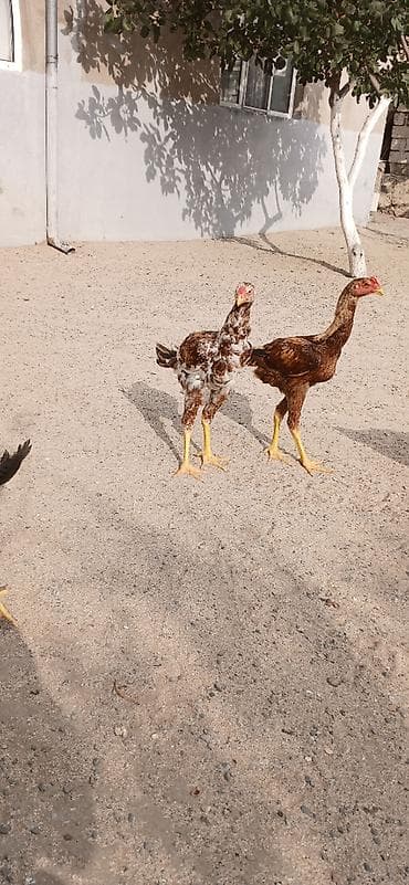 quşlar: Heyrati cuceler 4 denedi biri 60 manata isditen elaqe saxlasin temiz — 3