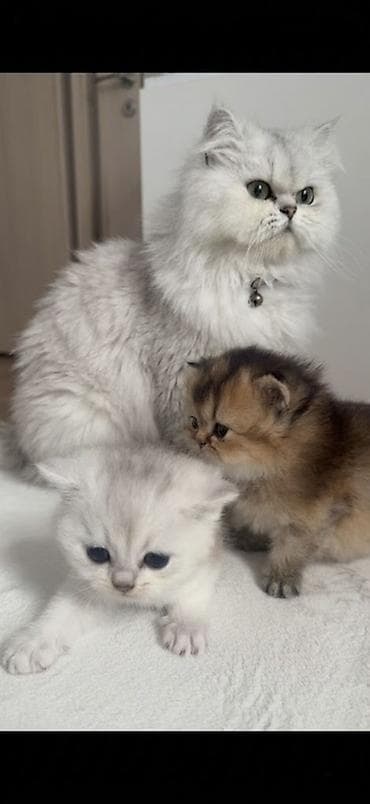 золотая шиншилла: Шиншилла — 1