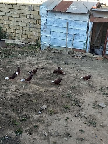 qus dami: Qırmızı-ağ quyruq göyərçinlər
6 denedi hamsi bir yerde 125m — 2