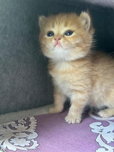 van pişik: Britan şinşilla tipli balaca pişik balaları - Cins: Britan şinşilla — 5