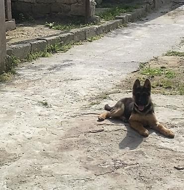 alman afcarka balası: Alman çoban iti, 3 ay, Peyvəndli, Ünvandan götürmə — 3