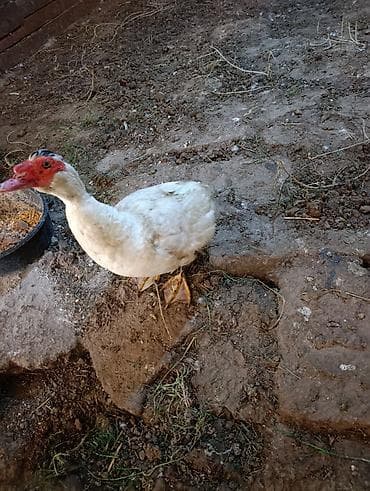 pekin ördeyi: Super qızğın ördey di öz ördeyimin balasidi 10aylidi mayalidi hal — 1