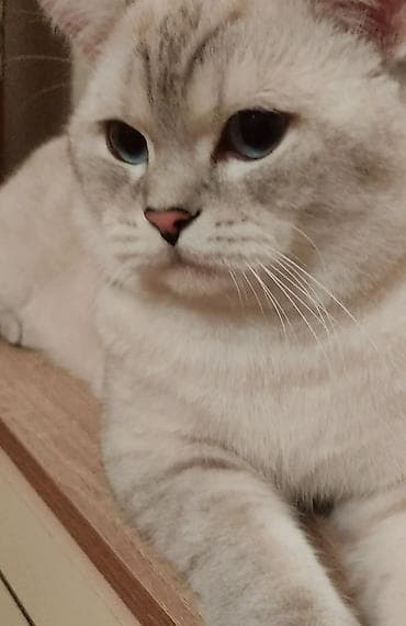 Britan, Erkək, Cütləşmə üçün, Ünvandan götürmə lalafo.az -da Britan, Erkək, Cütləşmə üçün, Ünvandan götürmə