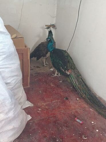 Məhsul: Mavi tovuz quşu cütü Təsvir: - Növ: Tovuz quçu (Pavo lalafo.az -da Məhsul: Mavi tovuz quşu cütü Təsvir: - Növ: Tovuz quçu (Pavo