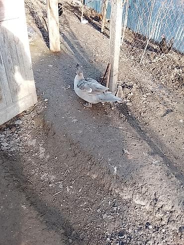 ordek sekilleri: Salam heyvanlar kom satilir 5feredi 1de erkey yumurtaya hazir — 4