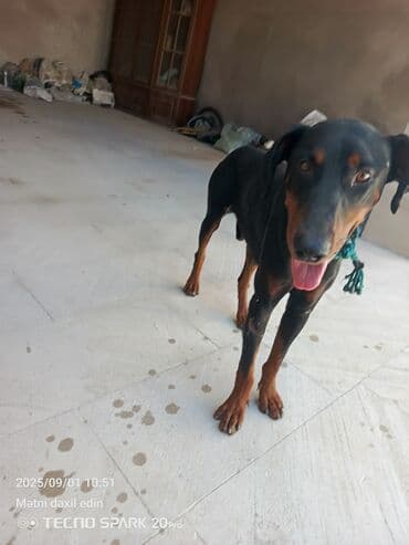 доберман купить: Doberman — 2