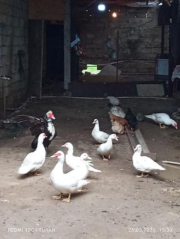 yaşılbaş ordək: 5Dişi 4erkəy Tam sağlam Ördəklərdi Hamsi bir yerdə 180manat — 4