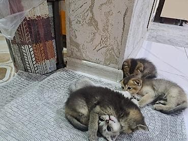 Akvariumlar: Şotland yastı qulaq — 7