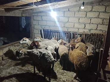qara mal: Qoyunlar, qoçlar — 2