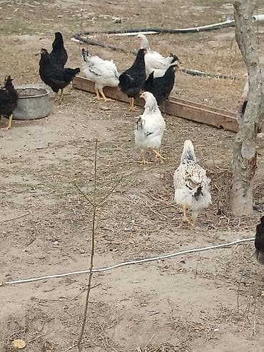 bakıda it satışı: ‼️ Təcili Satılır ‼️ 35 ədəd 5 aylıq colpalar satılır tam — 6