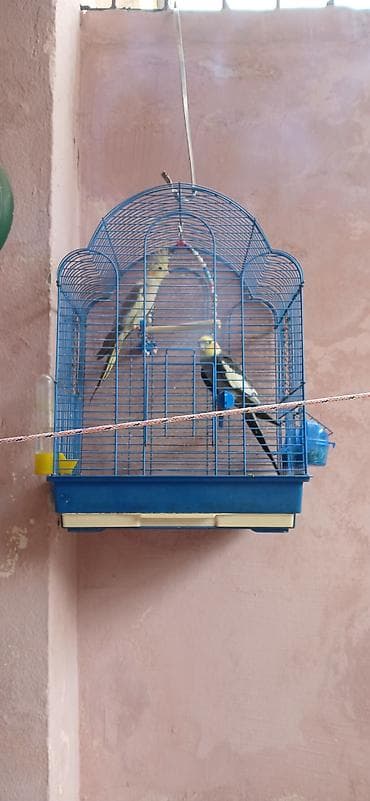 Növ: Nimfa (Cockatiel) cütlük Təsvir: Şəkillərdə göründüyü kimi iki — 1