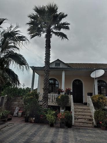 palma ağacı: Xurma (xurma xurması) və fan xurma (Washingtonia/Trachycarpus tipli) — 1
