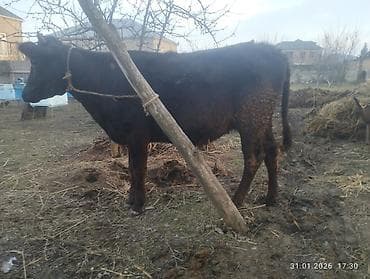 Qara dügə 8 aylıq boğazdır sakit heyvandi Qiymət 2100 Sarı dişi dana