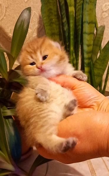 balaca ag itler: Qızıl şinşilla, Dişi, Yaxşı əllərə, Ünvandan götürmə — 1